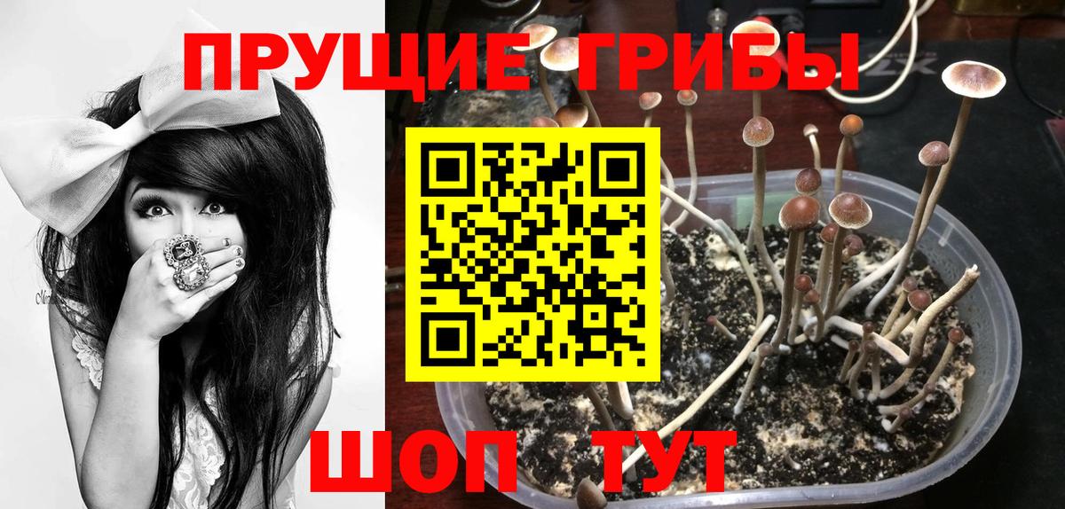 Галлюциногенные грибы GOLDEN TEACHER Холмск